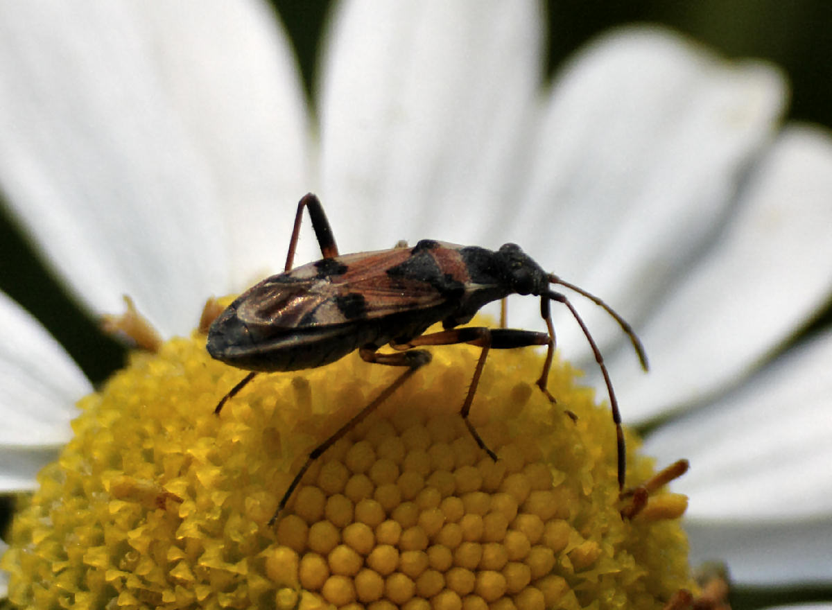 Lygaeidae: Beosus quadripunctatus della Lombardia (LC)